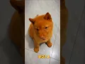 Download Lagu golden dog sound 🐶🐾 dog barking #shorts