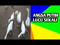 Download Lagu Angsa Putih