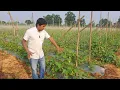 Cucumber Disease | Downey Mildew | Cucumber Disease | Control of Cucumber Disease |