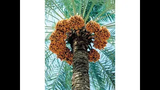 النعام آدم مكتوب لي مقدر الحب والغرام مكتوب مسطر 