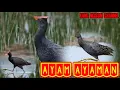 Lagu Pikat Burung Ayam Ayaman Terbaru 2020 ll Master Pikatan sangat ampuh dan jitu Anti Zonk