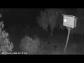 owl versus coyote