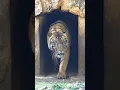 Download Lagu Waktu Masuk Harimau Muda