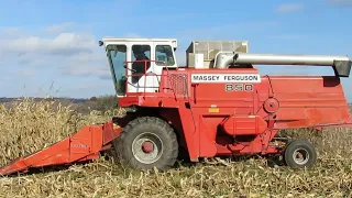 MASSEY FERGUSON 850 Combine Harvesting Corn