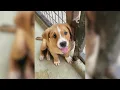 Massive San Antonio pet adoption event taking place Saturday