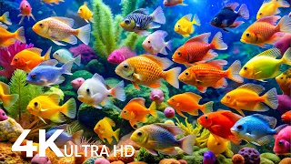 DREAM AQUARIUM 4K Marine Life Sea Animals And Coral Reef Fish Tank Sounds For Deep Sleep 52 