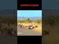 Download Lagu Leopard Kena Mental #animals #hewan #binatang #lion #satwa #leopard #babon #leopard