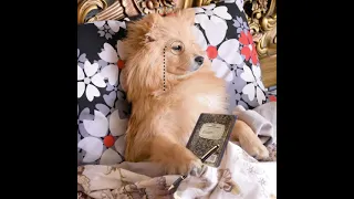 نشستم به در نگاه میکنم دریچه اه میکشد 