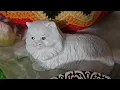 Thrifting in PA Mt Joy Gift Thrift Haul Live Sale with Daniel s Deal Den on Niknax
