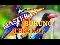 Download Lagu Suara burung cekakak atau tengkek udang ngekek panjang poll
