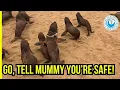 Download Lagu Spotted From Afar: A Baby Seal in Trouble