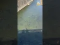 Download Lagu Kenapa Ikan Di Sungai Jepang Melimpah?