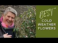 Download Lagu 10 Best Winter Flowering Shrubs | Cool weather plants