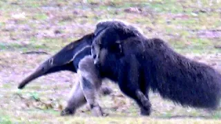 Giant anteater carries her baby as she searches for termite mounds