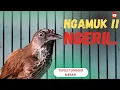Download Lagu TEPUS TUNGGIR MERAH GACOR NGOTOT CARI LAWAN