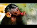 Lagu Looking Most Brilliantly And Amazingly..! The Awesome Newborn Monkey Getting Sweetue Milk - Great
