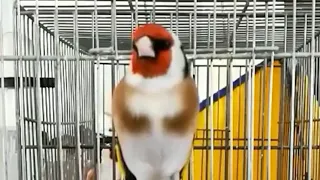 masteran suara burung goldfinch gacor