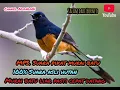 Download Lagu Mp3.Suara pikat murai batu di jamin ampuh.@amanda013