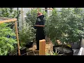 8-16-2026 Outdoor Backyard Suburban Greenhouse Grow With Special Celebrity Guest