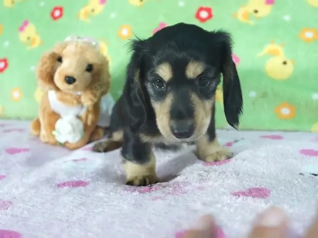 動画
