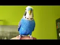 Download Lagu Burung Parkit Bernyanyi - Lagu Bahagia | Lagu Burung Parkit Terindah Sepanjang Masa | Suara Kicau Parkit HDR10 #2