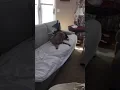 Corgi vs golden doodle