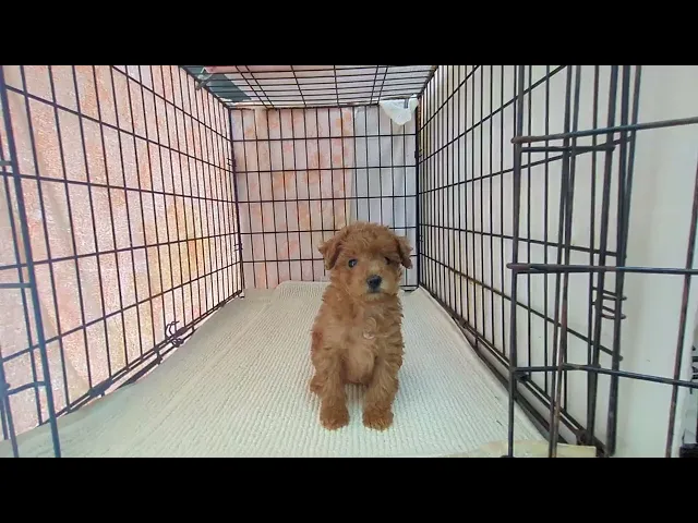 動画
