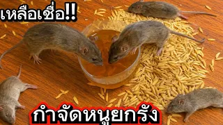เหลือเชื่อ!!คนนับล้านไม่รู้กำจัดหนูได้ยกรังวิธีธรรมชาติเห็นผลดีกว่าทำตามนี้ได้ผลเร็วสุด