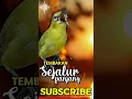 Download Lagu MASTERAN PLECI NEMBAK SEJALUR PANJANG MATERI SPEED #shorts #shortsfeed #shortsfeed