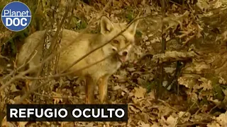 El Oso y el Lobo Ibérico: Los grandes dueños del norte de España | Planet DOC