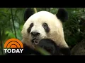 Inside China s panda sanctuary where newborns are raised