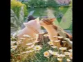 there's too much love - speed up