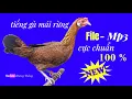 Download Lagu tiếng gà mái rừng chuẩn không tạp âm mp3 | Hoàng Thắng