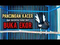 Download Lagu SUARA BURUNG kacer gacor NGEPLONG TARUNG konslet paling AMPUH buat PANCINGAN KACER agar EMOSI