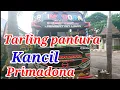 Download Lagu TARLING PANTURA//KANCIL PRIMADONA