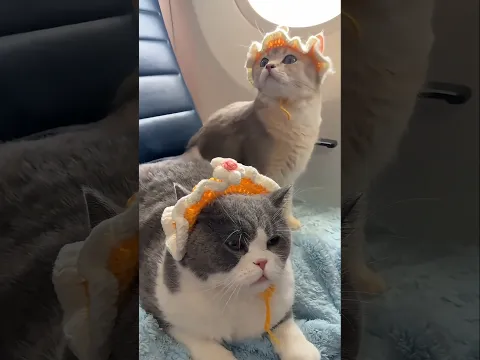 Man Has Best Cats #pets #catvideos