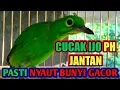 Download Lagu SEMUA CUCAK IJO PH JANTAN PASTI NYAUT DENGER SUARA INI MP3