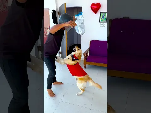 मेरे डॉगी ने सबसे क्या क्या मांगा😱 #funnydogs #shorts