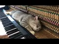 Merry go round of life   Howl's moving catsle OST for Meow