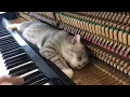 Download Lagu Merry go round of life   Howl's moving catsle OST for Meow