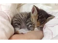 Download Lagu Kittens Sleeping in Hands