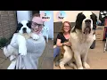 Saint Bernard Puppy growing up Timelapse - St Bernard dog Saint Bernard Puppy to Adult