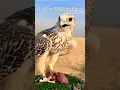 Download Lagu most beautiful Sekar falcon sekar saheen kasa hota ha