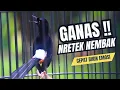 Download Lagu MURAI BATU GACOR FULL ISIAN TEMBAKAN KASAR KRETEKAN GANAS SANGAT AMPUH MEMANCING MURAI BATU EMOSI