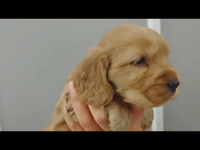 動画