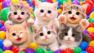 ANAK KUCING MEONG MEONG | Lagu Anak Anak | Lagu Anak Indonesia Populer Si Meong Kucing Lucu