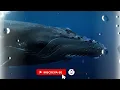 O DEUS DA CRIAÇÃO -| O MAR - (Instrumental para Descansar a Mente)