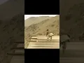 Locking for Afghanistan 1985 mujahidin Vs Russia #shorts #taliban #attitude_whatsapp_status #mujahid