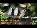 Download Lagu Suara trucuk betina di Alam liar,,Sangat Ampuh untuk mendongkrak Birahi trucuk hasil ombyokan