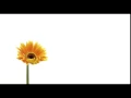 Flower no fades